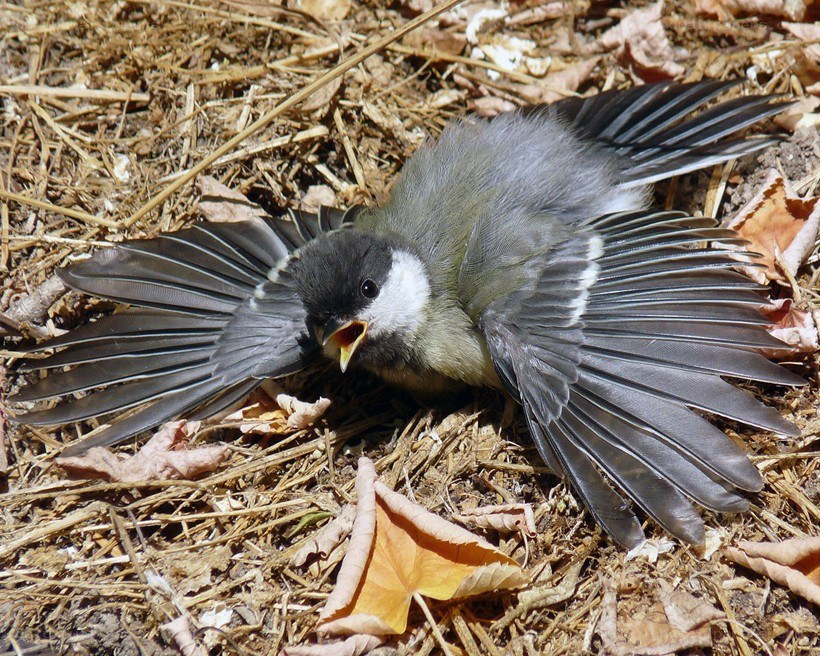 Dead bird on the ground
