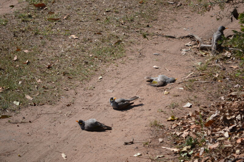 Dead Birds on Dirt