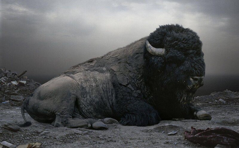 Dead Bison on Ground