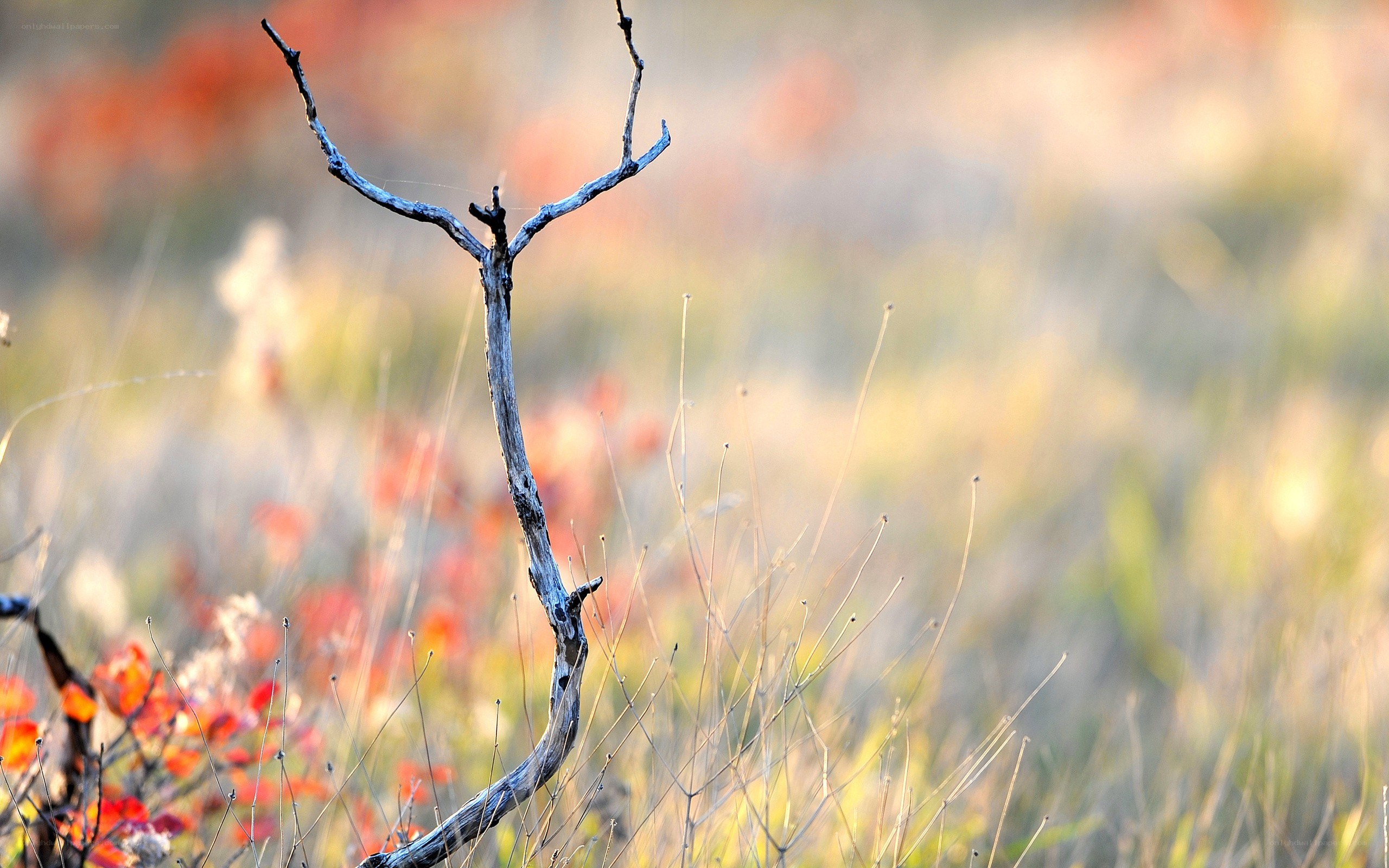 Dead branch in autumn field