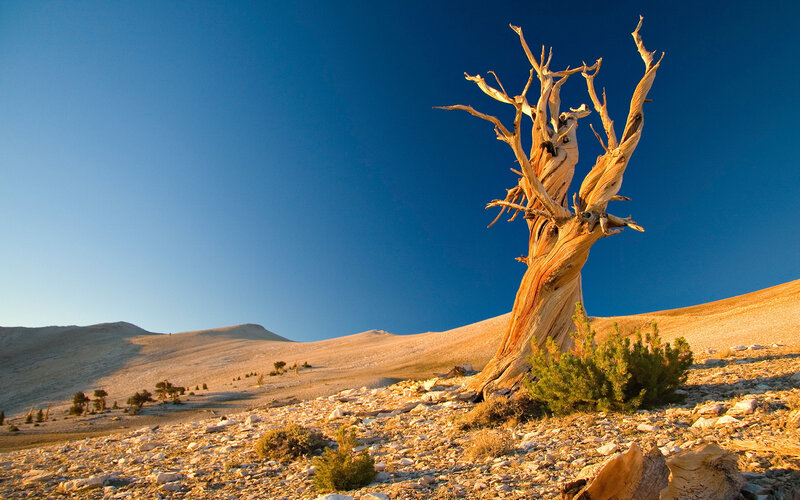 Dead Bristlecone Pine Tree