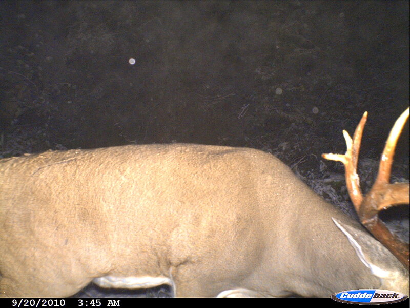 Dead Buck with Antlers
