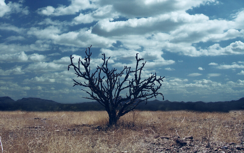 Dead Cactus in Desert