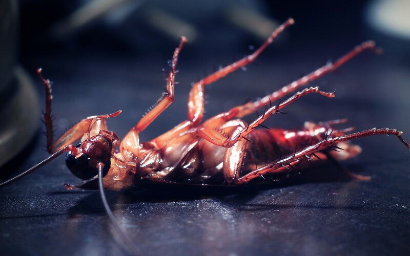 dead cockroach on its back
