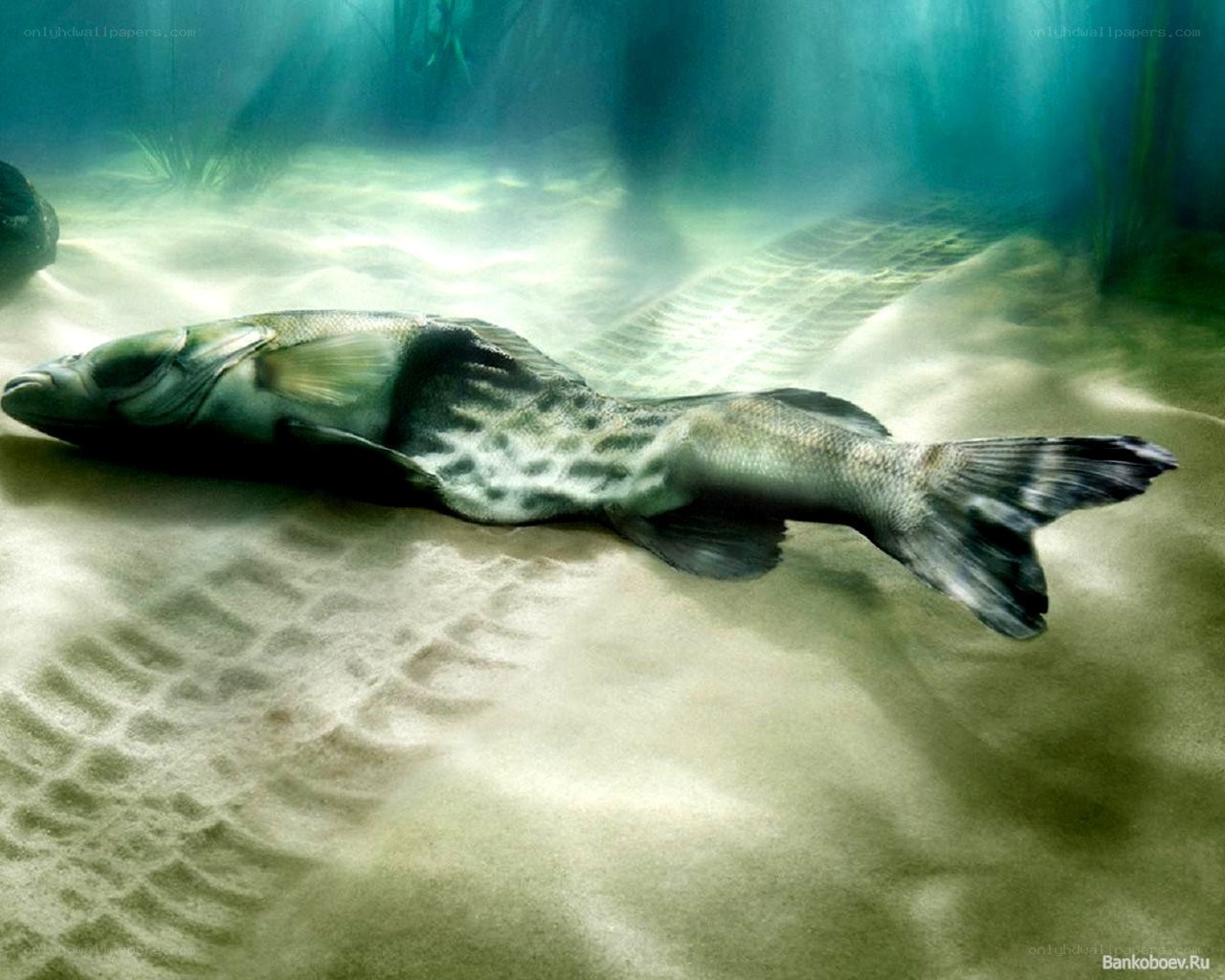 Dead fish on ocean floor