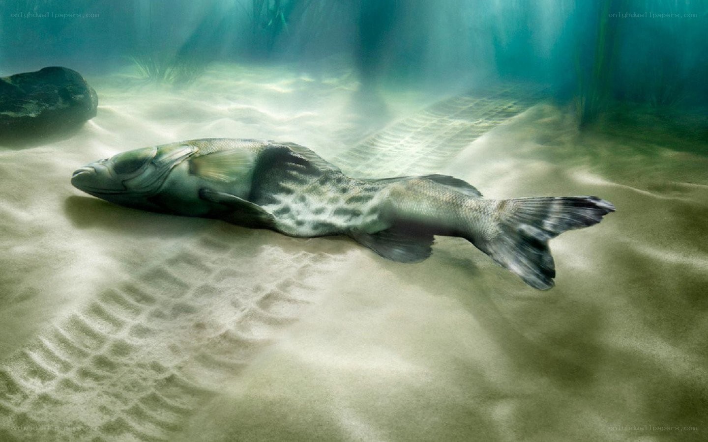 Dead fish on ocean floor