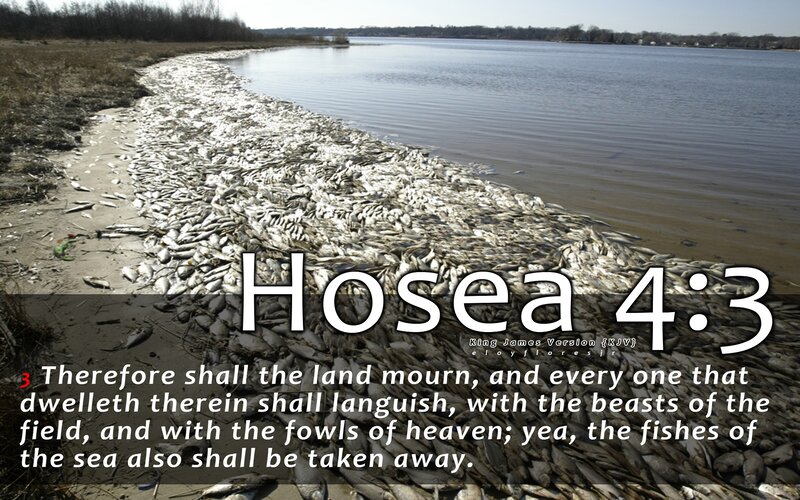 Dead Fish on Shore