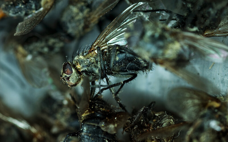 Dead Fly on Decaying Matter