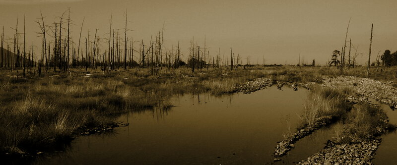 dead forest swamp landscape