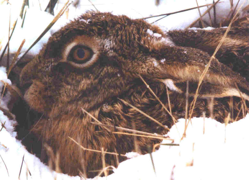 Dead Hare in Snow