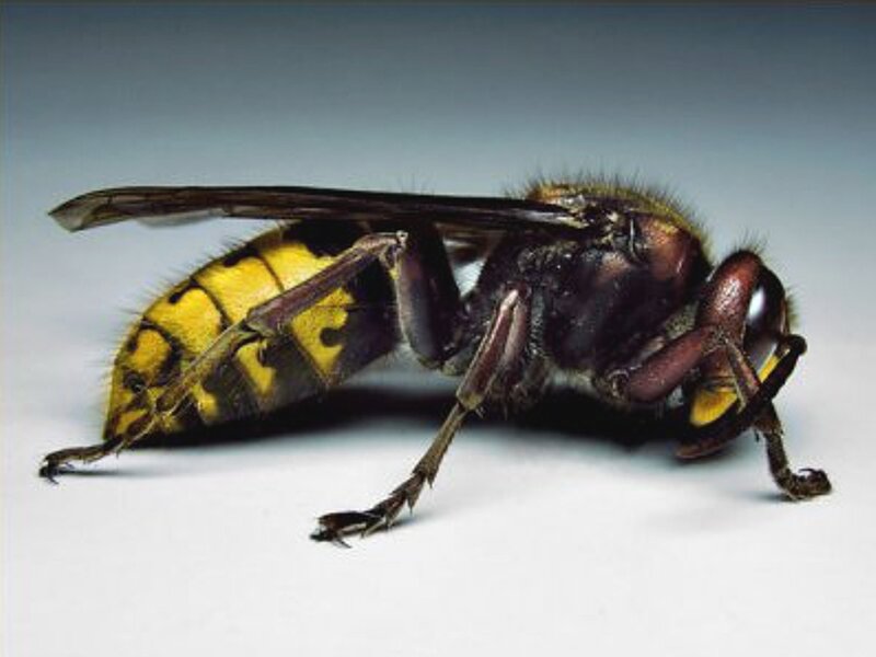 Dead Hornet on White Surface