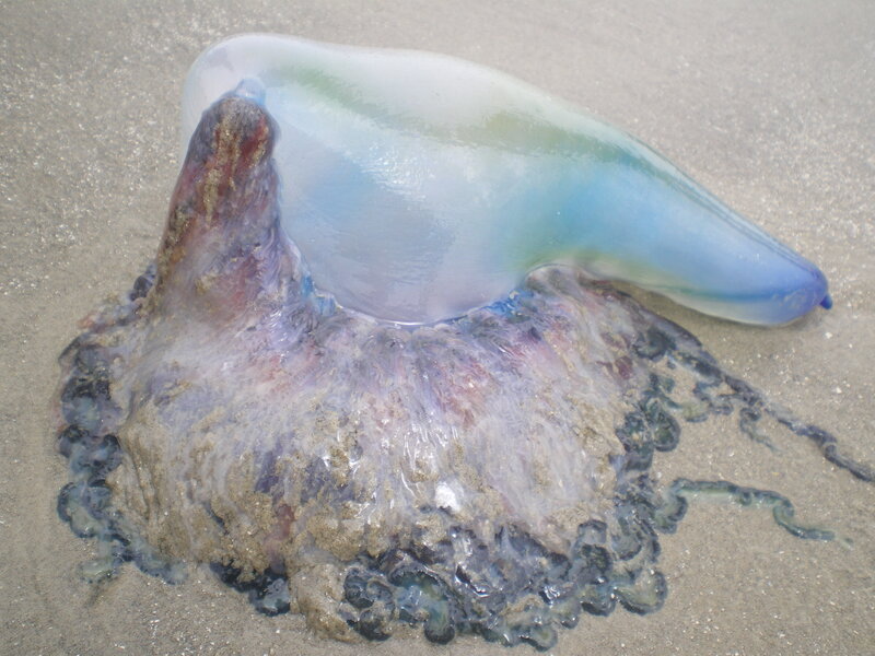 Dead Jellyfish on Sand