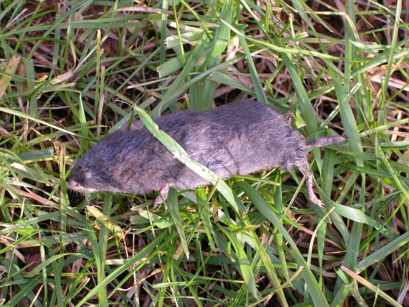 dead mole in grass