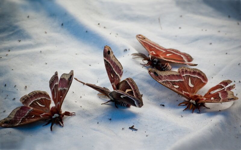 Dead moths on white fabric