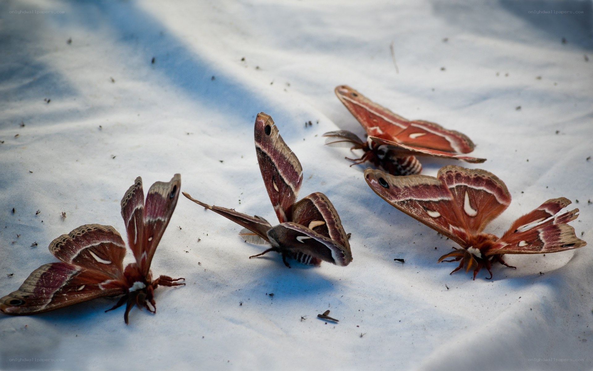 Dead moths on white fabric