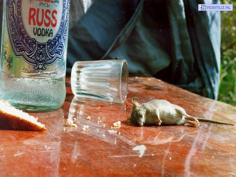 Dead mouse on a table