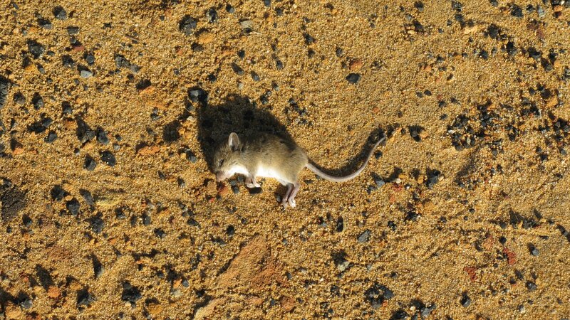 Dead Mouse on Sand