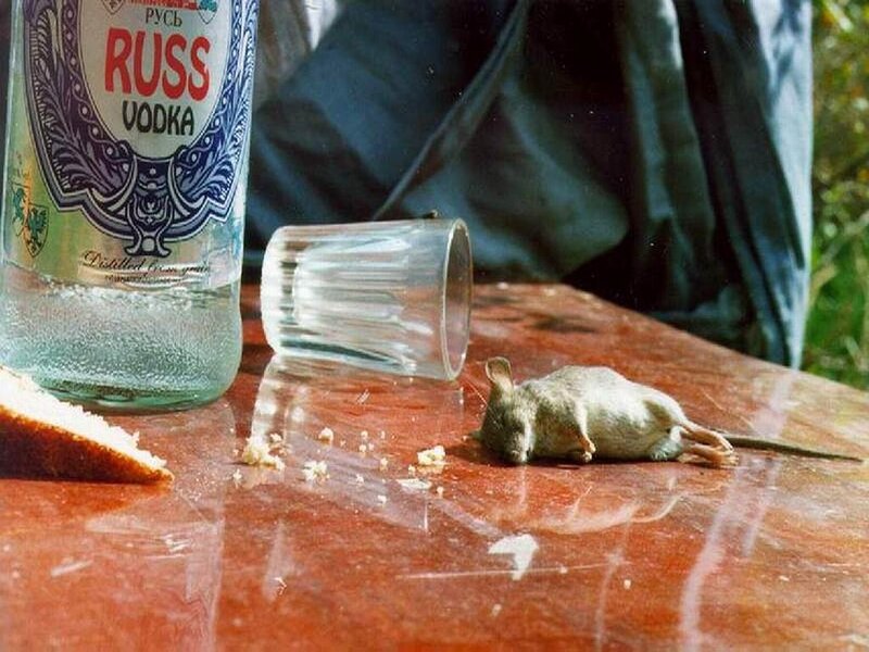 Dead Mouse on Table — Brown