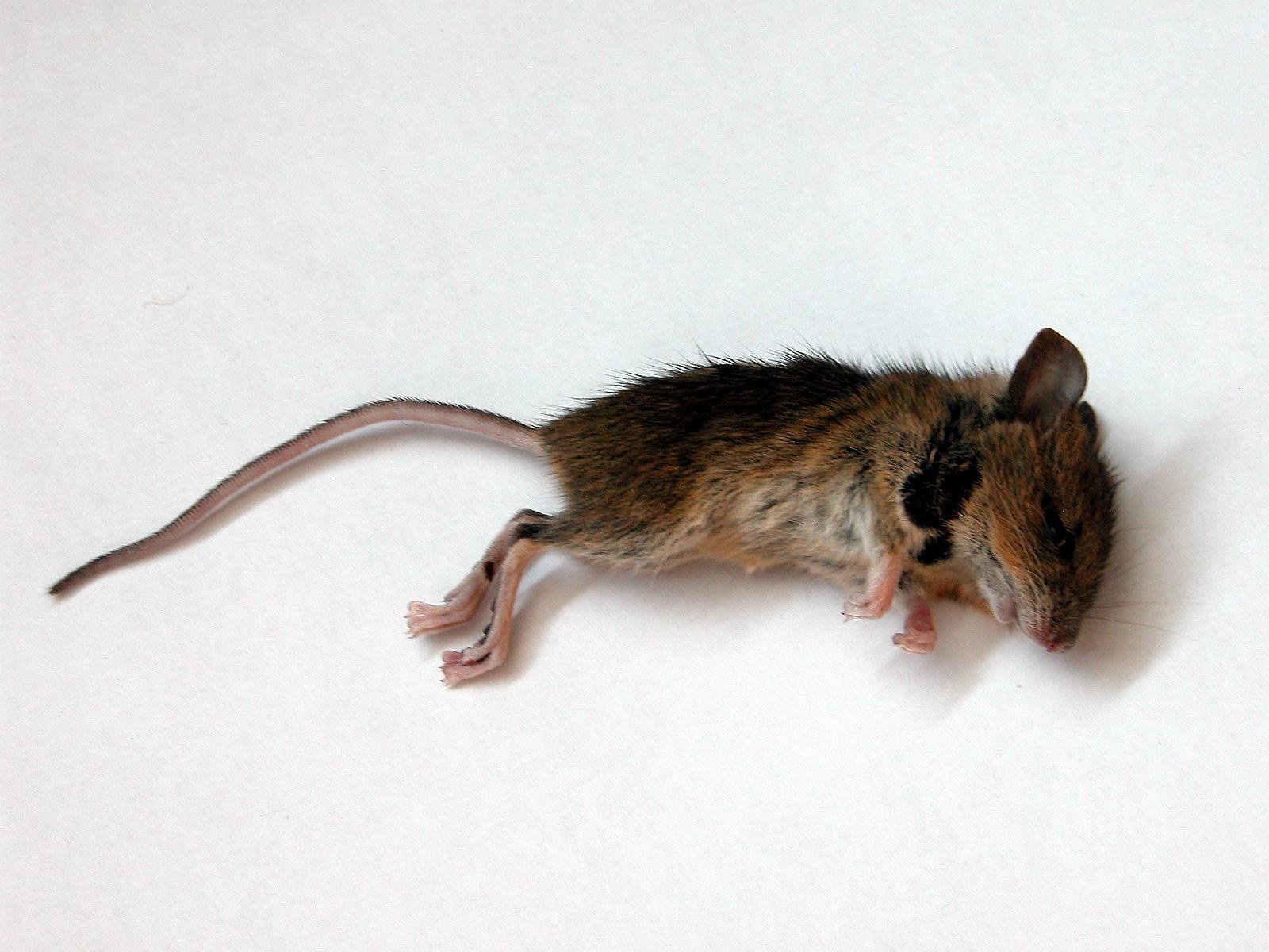dead mouse on white surface