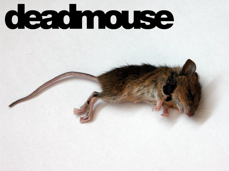 Dead Mouse on White Surface — Neutral