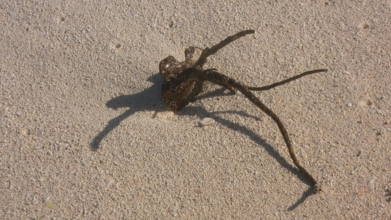 Dead Octopus on Sand