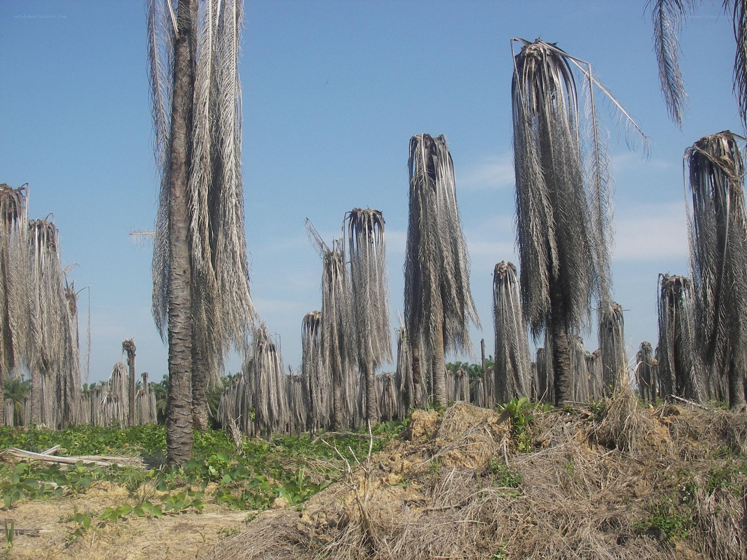 Dead palm trees in a field