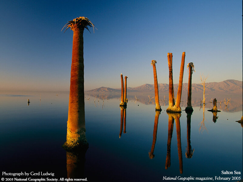 Dead palm trees in Salton Sea