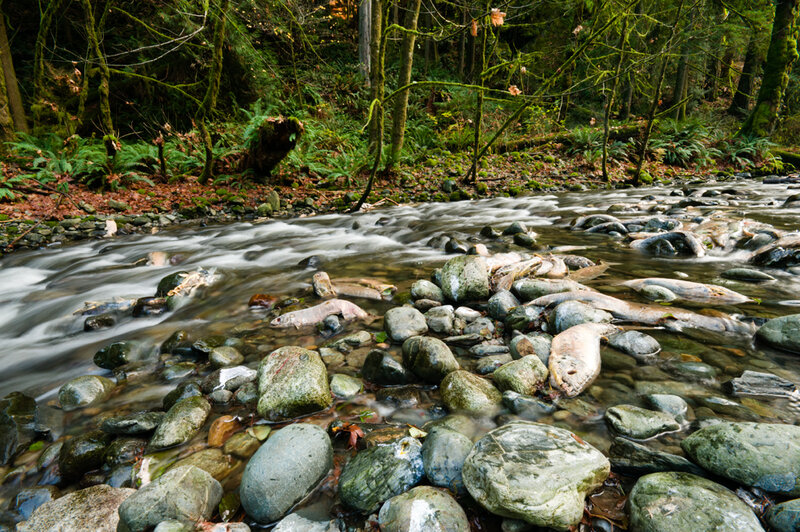 Dead Salmon in Stream