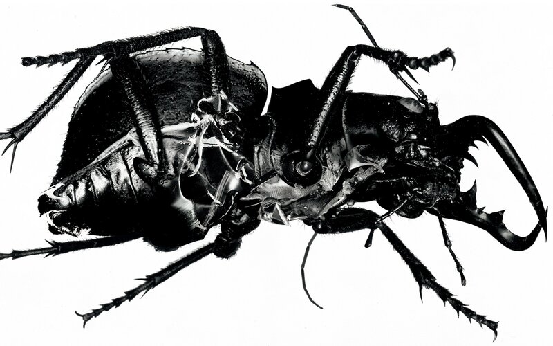 Dead Stag Beetle