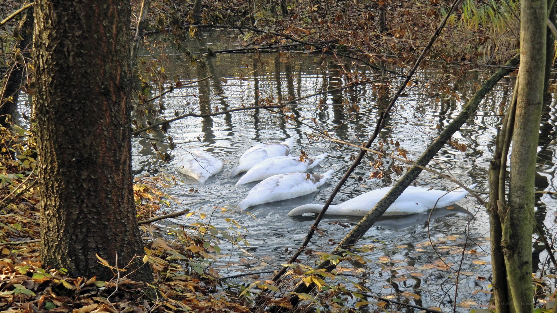 Dead swans in a pond