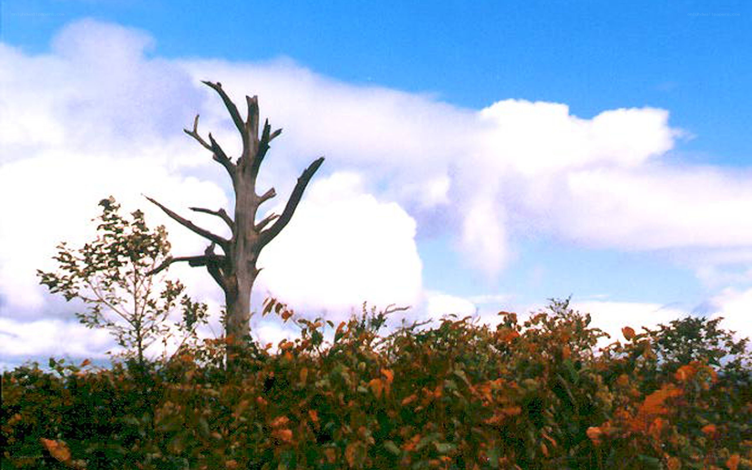 dead tree against blue sky