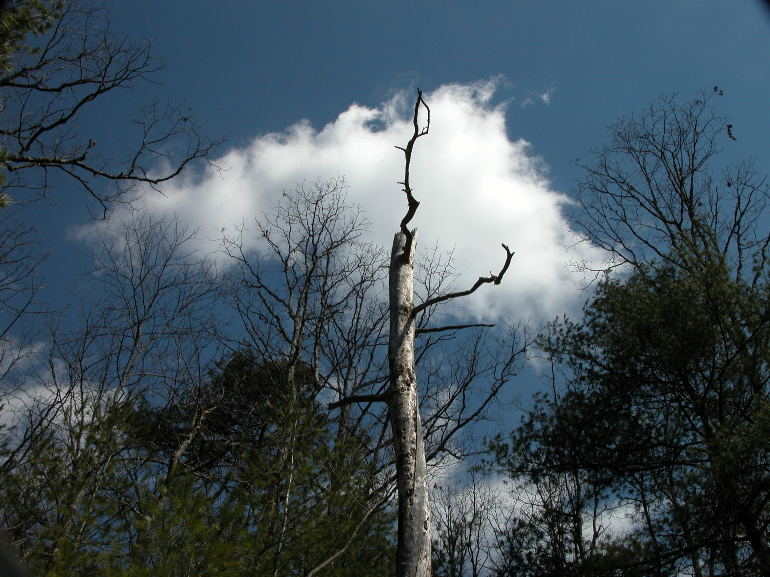 Dead tree against blue sky