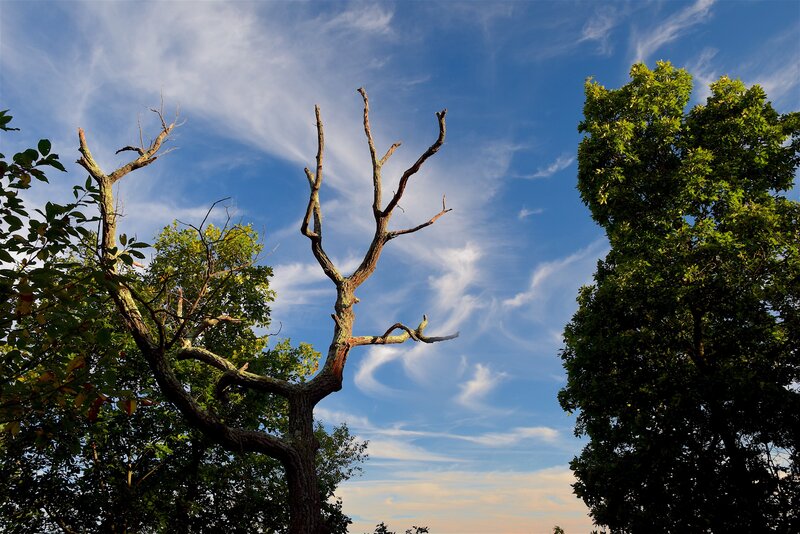 Dead tree against blue sky