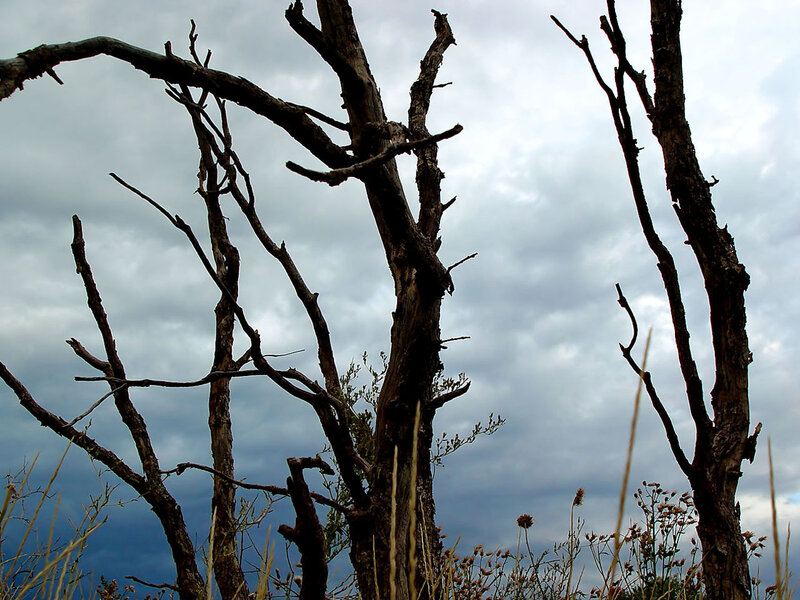 dead tree against cloudy sky