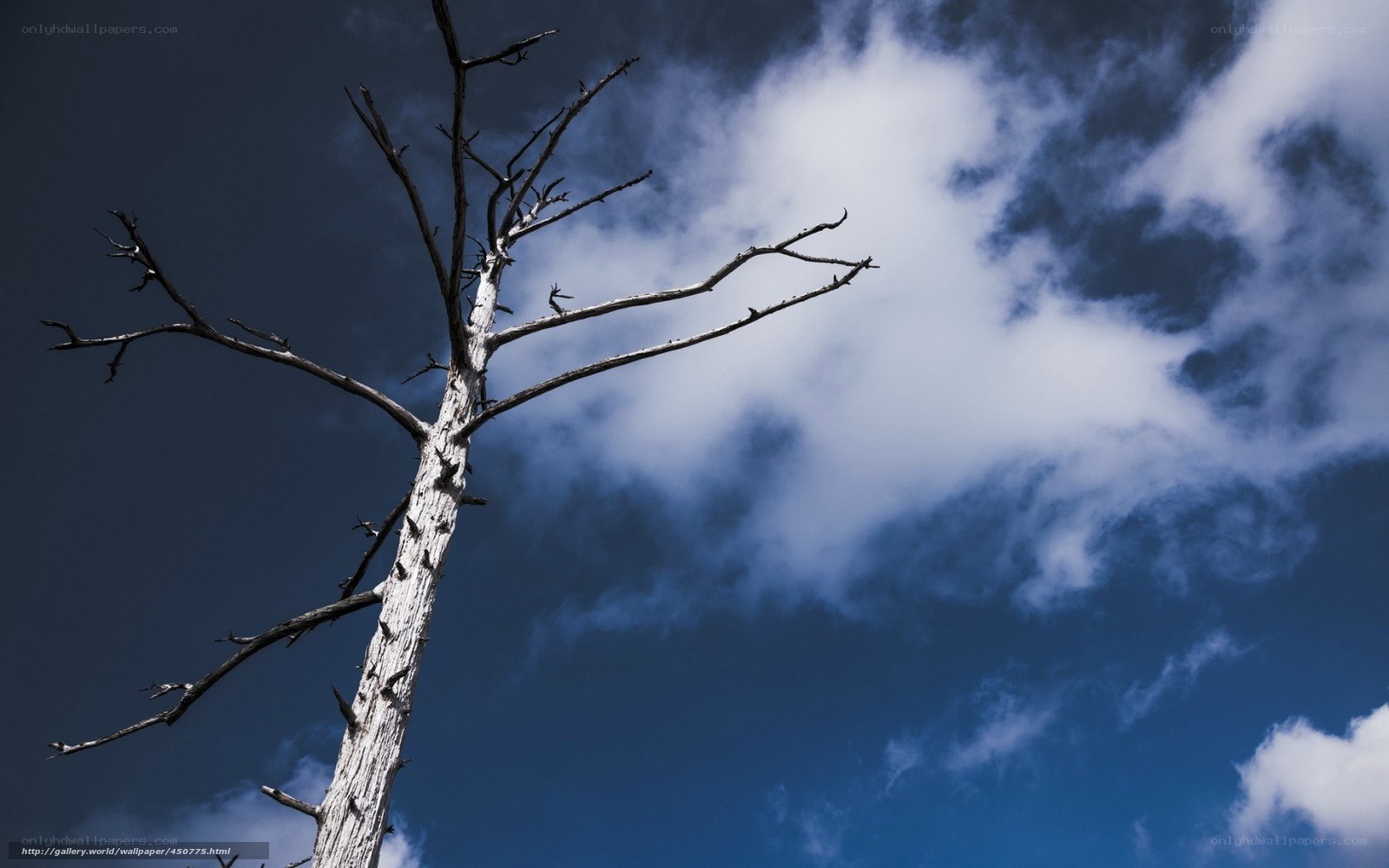 Dead tree against cloudy sky