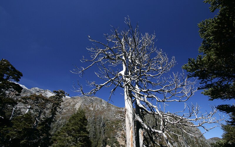 Dead tree against mountain sky