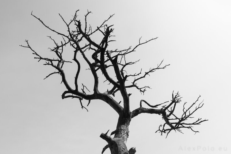 Dead Tree Against Sky — Black