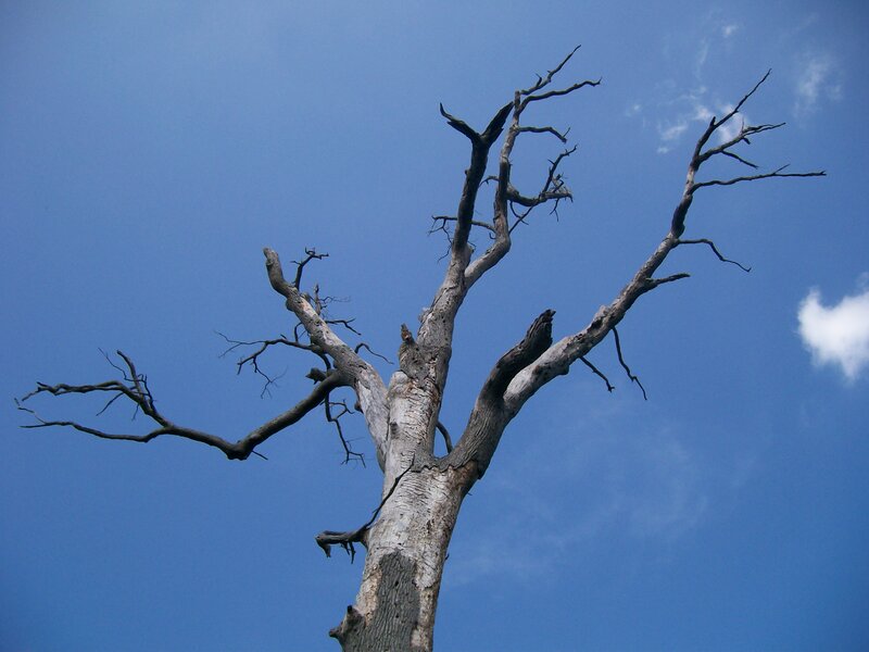Dead Tree Against Sky — Blue