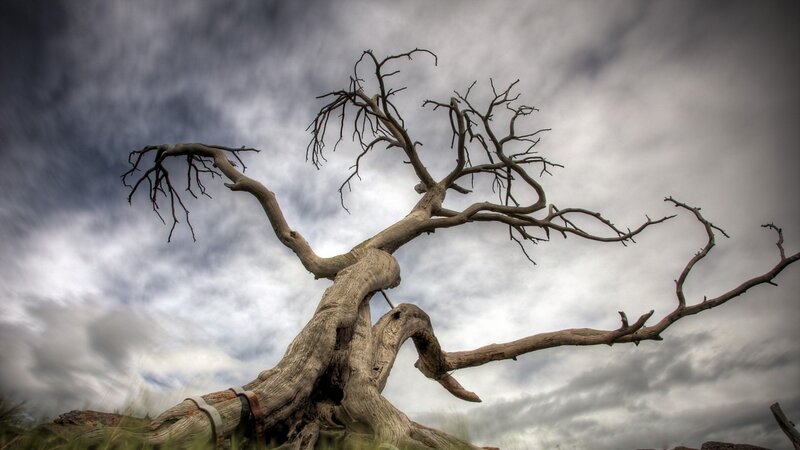 Dead Tree Against Sky — Gray, Dramatic