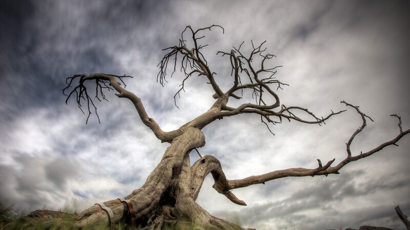 Dead Tree Against Sky — Gray