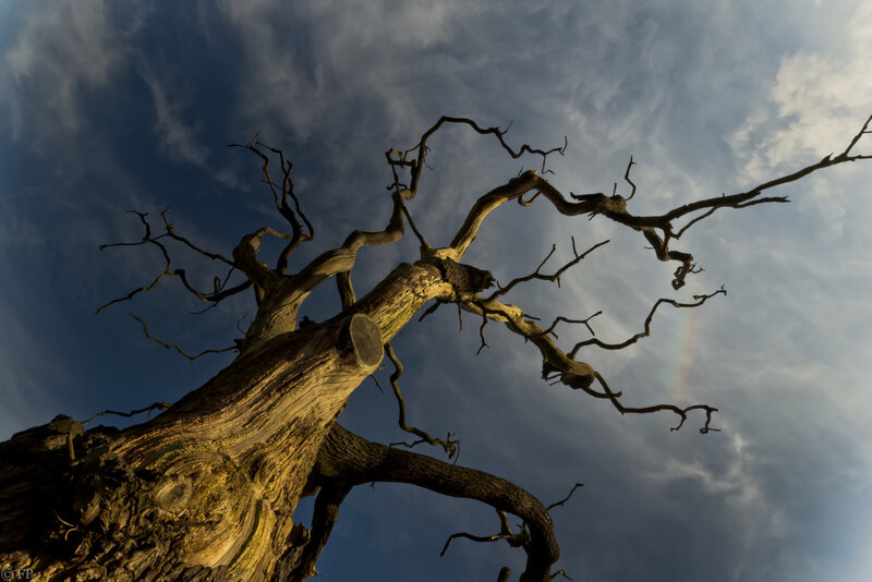 Dead Tree Against Sky