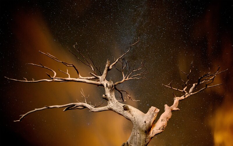Dead Tree Against Stars — Black, Dramatic