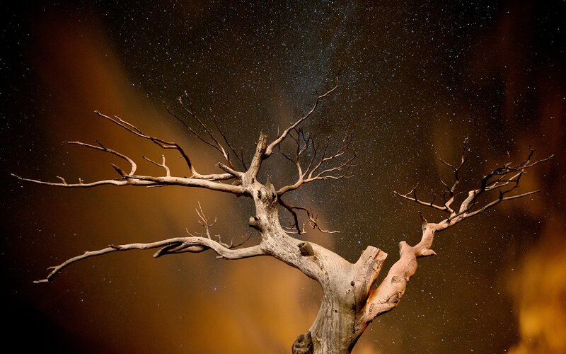 Dead Tree Against Stars