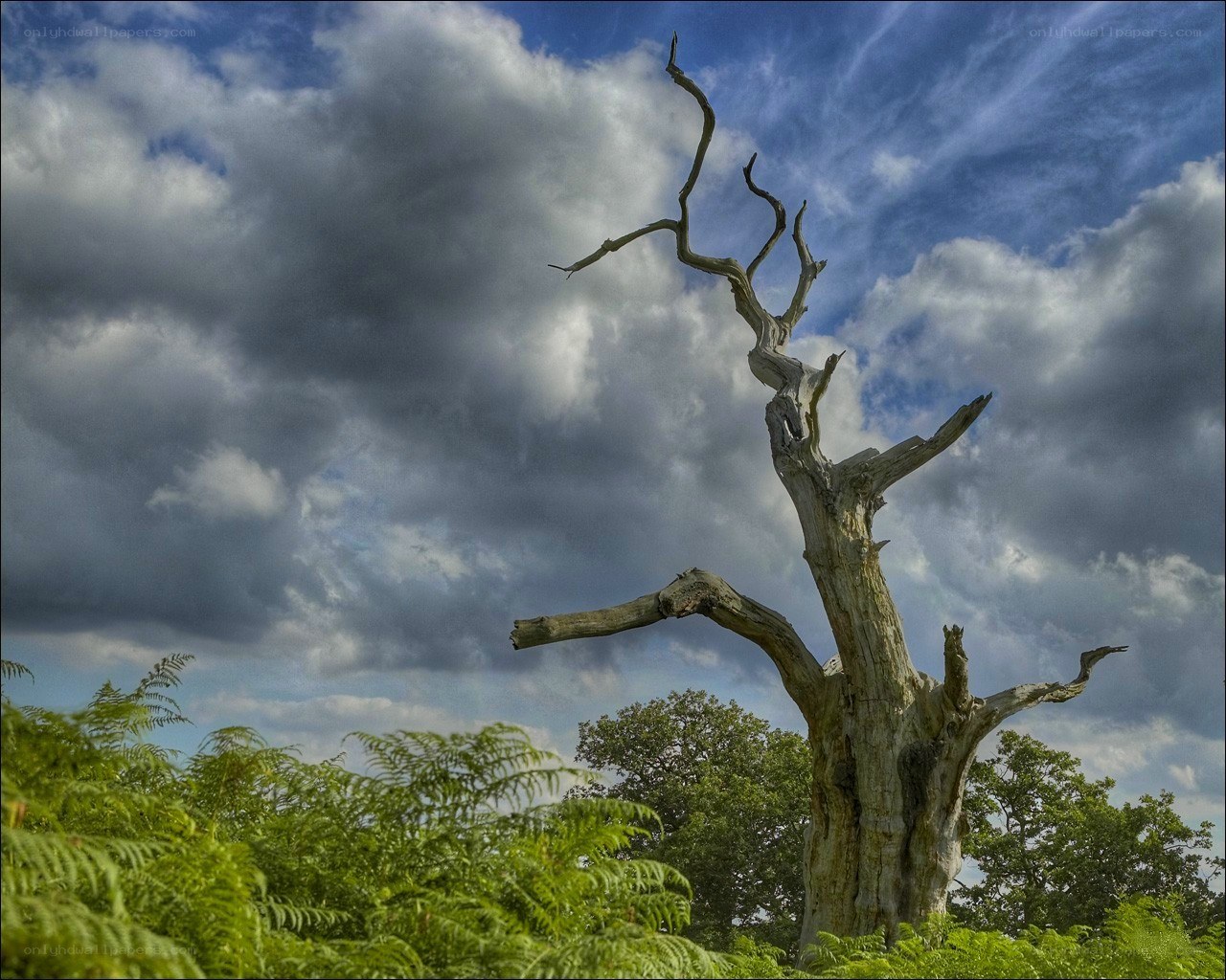Dead tree against stormy sky