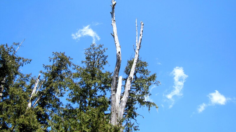 Dead Tree Among Green Trees