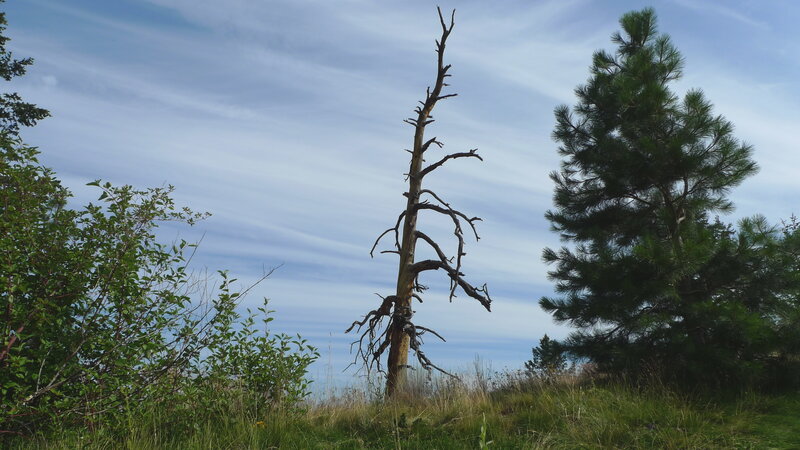 Dead tree and pine on a hill
