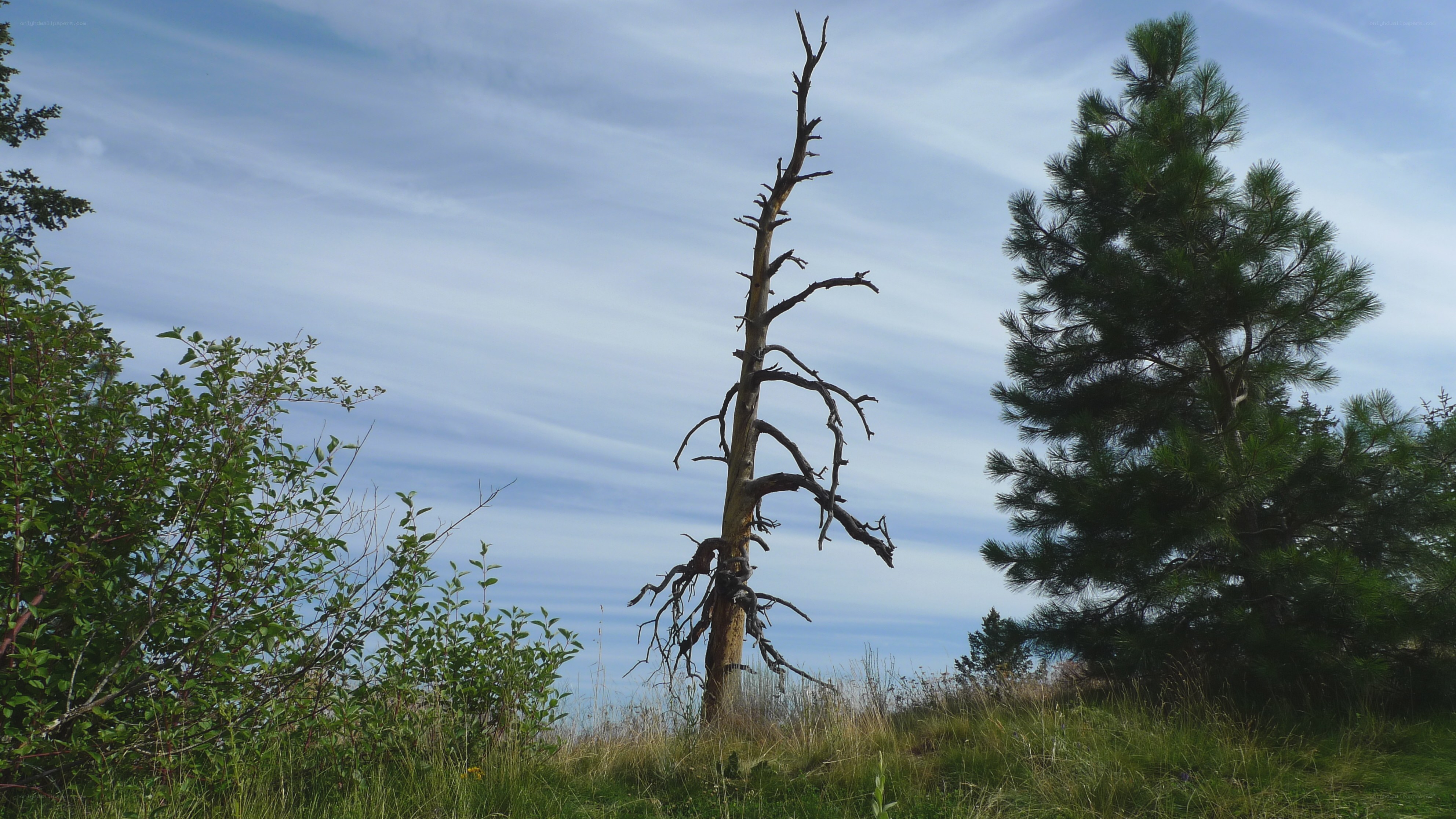 Dead tree and pine on a hill