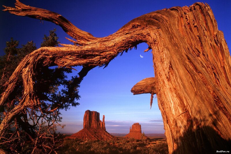 Dead Tree Arch — Blue