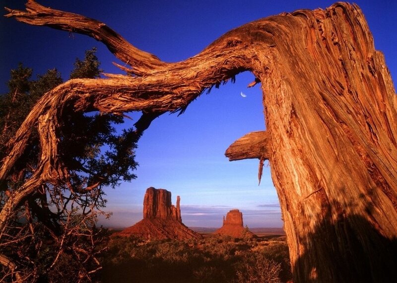 Dead Tree Arch