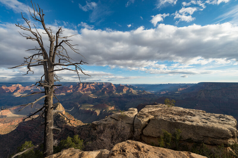 Dead Tree at Canyon Edge
